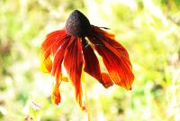 Torn russet umbrella flower