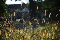 Grass haze