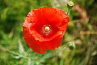 Poppy
