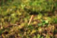 Grass blossom