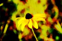Golden parasol