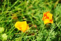 Saffron petals