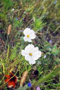 White flowers