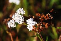 White and brown